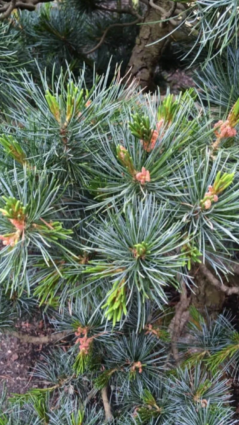 seto-pine